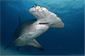   Great hammerhead shark Sphyrna mokarran Tiger Beach Bahamas  